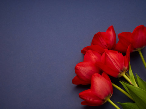 Red spring tulips on blue purple background, women's day copy space