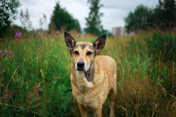 Cute Mongrel dog standing on green grass
