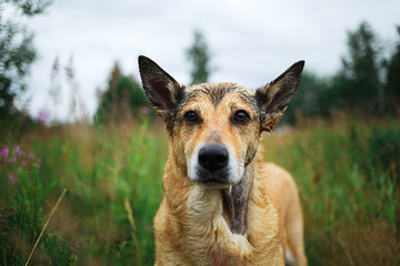 Obraz premium Cute Mongrel dog standing on green grass