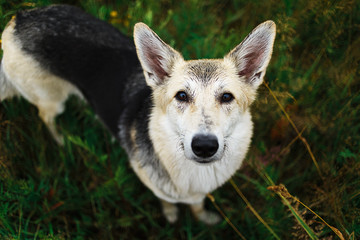 Obraz premium Cute smart mongrel dog with natural background