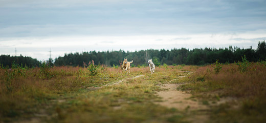 Happy healthy dogs running on dirt road