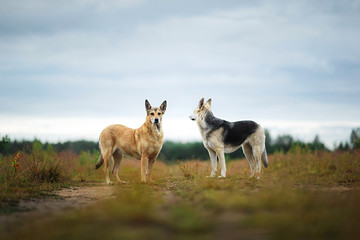Naklejka na ściany i meble Mixed breed dogs standing on rural dirt road