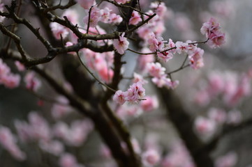 花のささやき