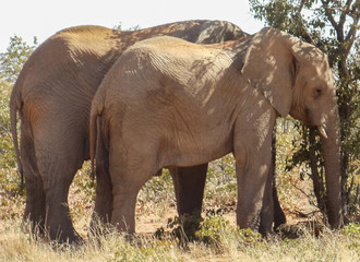 Fototapeta na wymiar Elephants in the heart of Namibia 