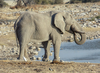Elephants in the heart of Namibia 