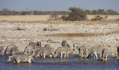 Fototapeta na wymiar Wildlife in the heart of Namibia