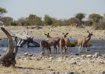 Naklejka na ściany i meble Wildlife in the heart of Namibia