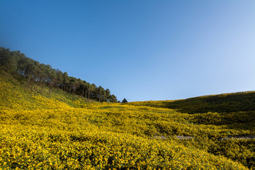 Fototapeta premium Landscape nature flower Tung Bua Tong Mexican sunflower field ,Mae Hong Son,Thailand