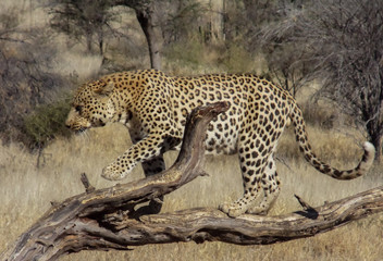 Leopards in the wilderness of Namibia