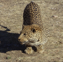 Leopards in the wilderness of Namibia