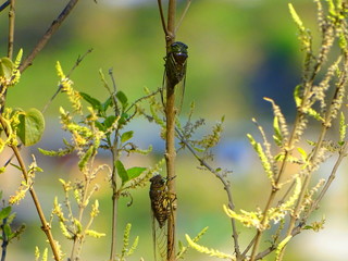 Zigarrillos in Peru