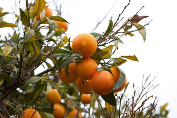 naranja