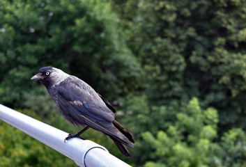 bird in an urban environment
