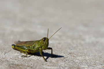 Grasshopper Up Close