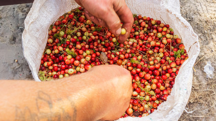 Berry picking in a swamp: cranberries in a big white bag.