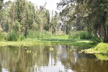 Obraz premium Paisaje en xochimilco con naturaleza de fondo