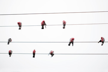 wild australian pink and grey galahs on standing on electrical wires