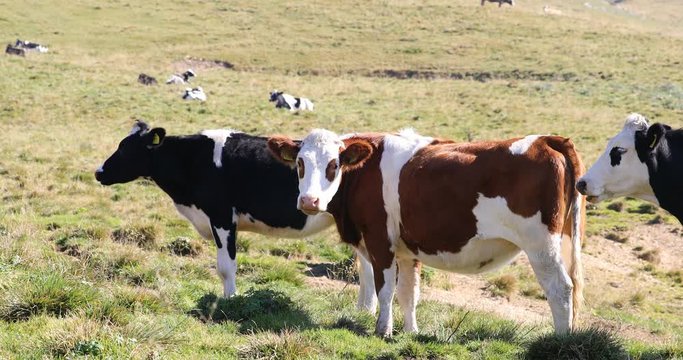 cattle on the Italian hills, cattle grazing in the nature on high mountain in the Lessinia park shelters
