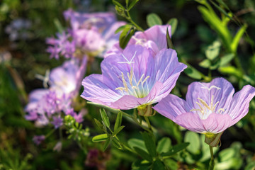Pink Primrose in spring