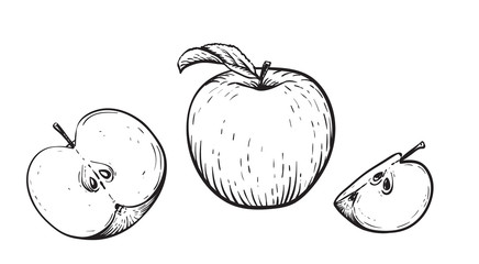 Engraved vector illustration of an apples with apple half and apple leaf. Vintage. Hand realistic drawing. - 323553483