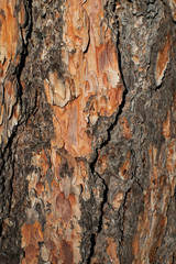 Pine Bark Background