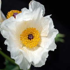 Dramatic white prickly poppy in spring