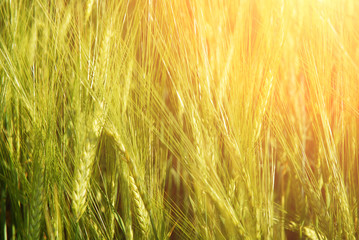 Close-up of a field of wheat in spring with sunlight