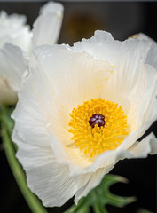 Fototapeta na wymiar Dramatic white prickly poppy in spring