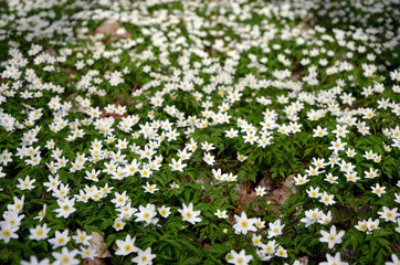 white anemones beautiful forest flowers background 