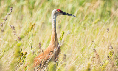Sandhill Crane