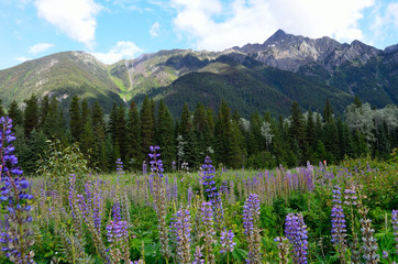 Spring flowers in Mount Robson Provincial Park, BC, Canada