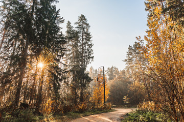 Autumn forest road. Rays of sunlight shine through the branches of trees.
