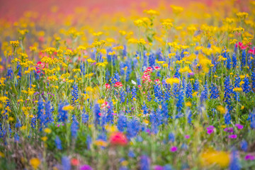 Fototapeta na wymiar Texas wildflowers bursting in rainbow colors