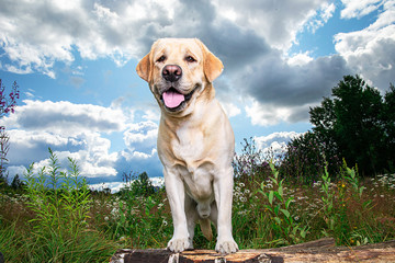 Funny Labrador Retriever sitting on meadow at sunny day