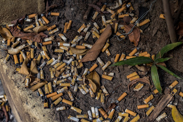 cigarette butts polluting the environment