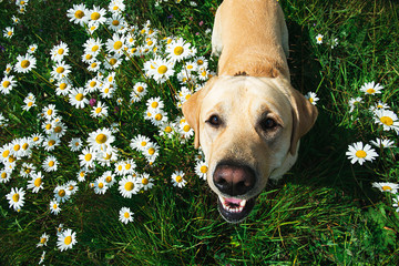 Labrador Retriever dog sitting on flower meadow