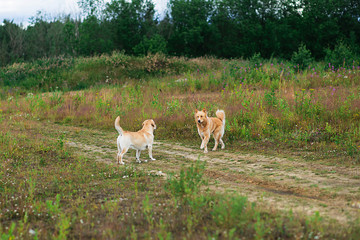 Naklejka na ściany i meble Playful dogs with at walk at field on green meadow