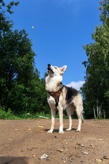Attentive dog on at walk at countryside road