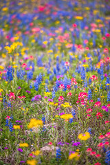 Texas wildflowers bursting in rainbow colors © Kanokwalee