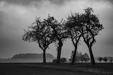 Fototapeta na wymiar trees in the fog