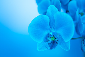Fototapeta na wymiar close up soft focus orchid flower in neon light, copy space, trend 2020 color Aqua menthe, classic blue