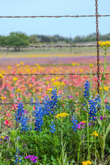Texas wildflowers bursting in rainbow colors © Kanokwalee