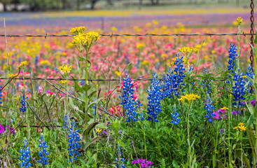 Texas wildflowers bursting in rainbow colors
