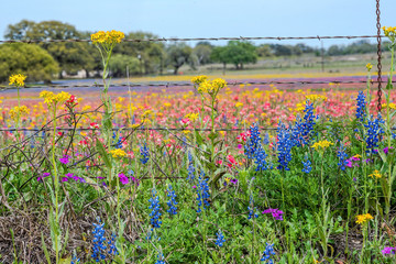 Texas wildflowers bursting in rainbow colors