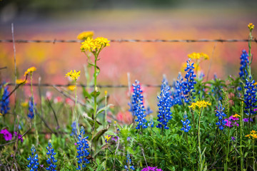 Texas wildflowers bursting in rainbow colors © Kanokwalee