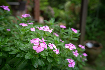 Blooming pink Vinca flowers in the garden