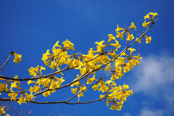 Handroanthus chrysanthus with beautiful blue sky