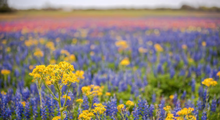 Rainbow color wildflowers field bursting with blooms