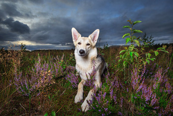 Calm white dog lying on ground in countryside
