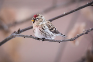 Common Redpoll